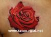 Rosa Vermelha Tattoo